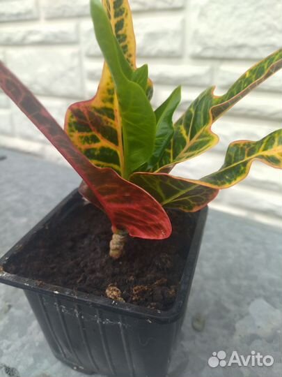 Кодиеум экселент (кротон)