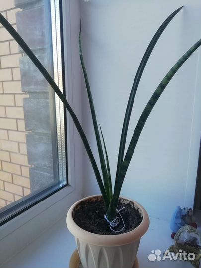 Сансевиерия фернвуд