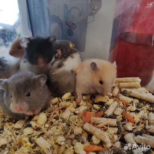 Джунгарский хомяк и сирийские хомяки