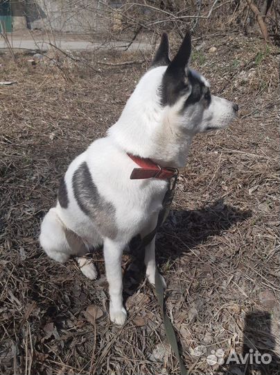 Белка - стерильная, молодая метиска в хорошие руки