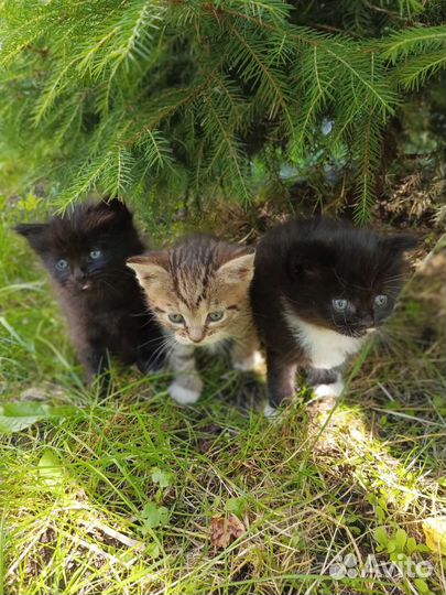 Котята в добрые руки,бесплатно