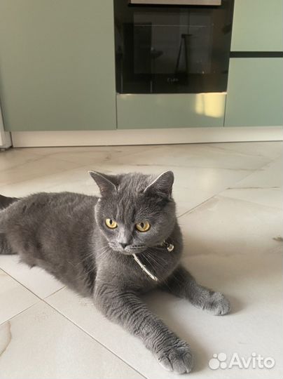 Кошка британка