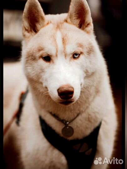 Сибирский хаски вязка