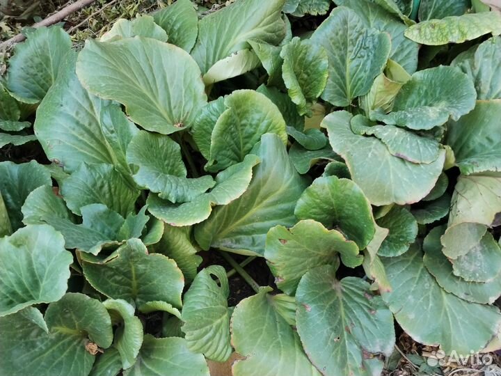 Садовые цветы и растения