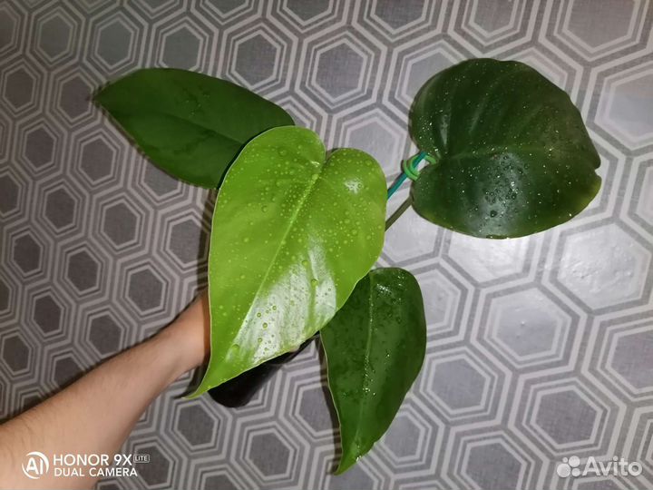 Монстера Делициоза, детка