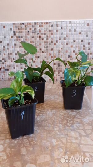 Сциндапсус