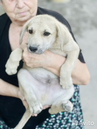 Помесь с лабродором в добрые руки