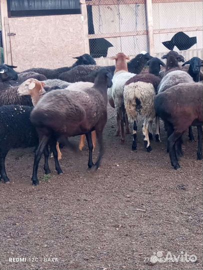 Овцы эдильбаевские курдючные