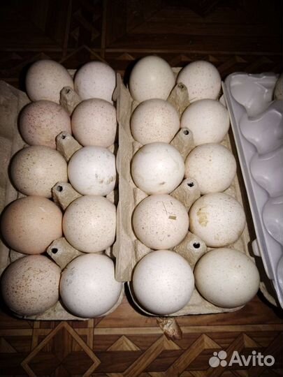 Яйцо индюшиное