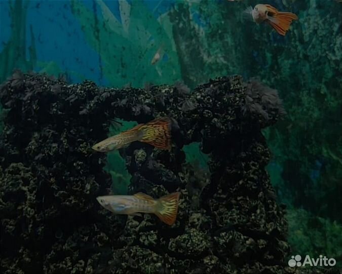 Рыбки Гуппи