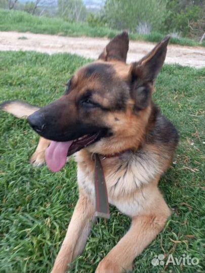 Породную Немецкую Овчарку, на первую случку