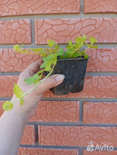 Вербейник монетчатый