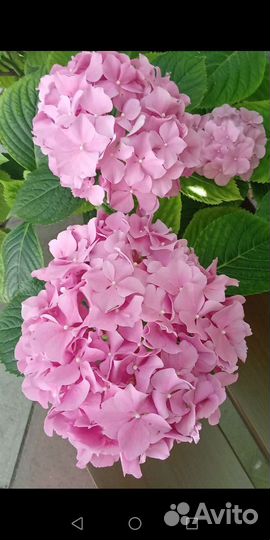 Гортензия крупнолистная