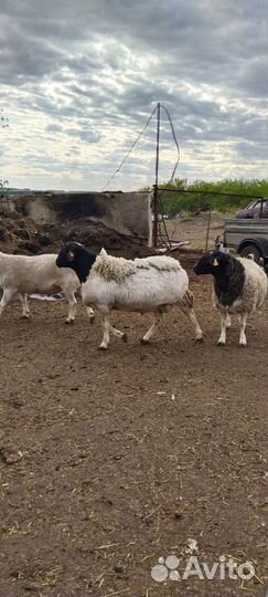 Овцы бараны дорпер