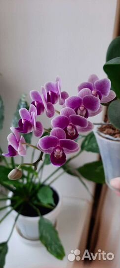 Орхидея фаленопсис Вайлет Квин