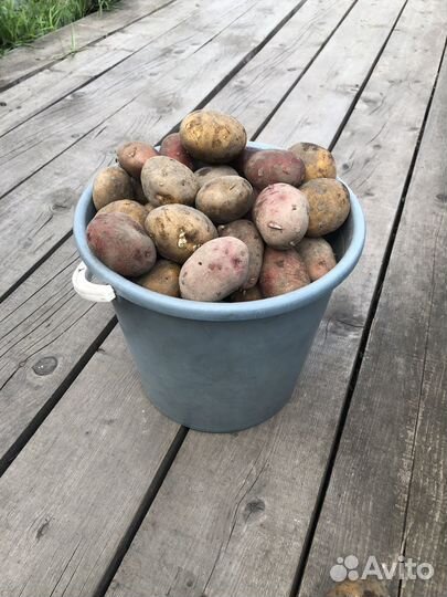 Продам картофель домашний