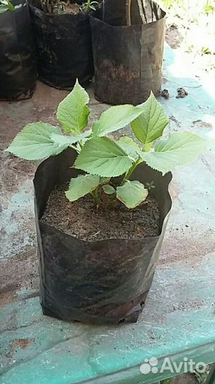 Гортензия древовидная Анабель