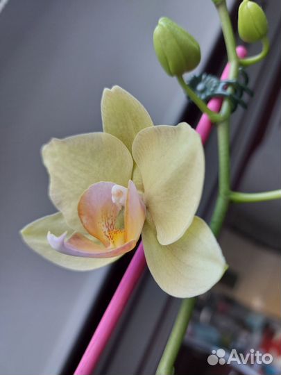 Орхидея фаленопсис Саммер брайт