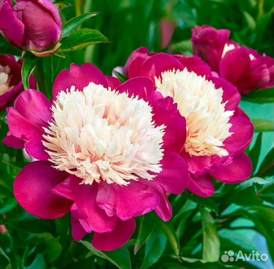Цветы пионы