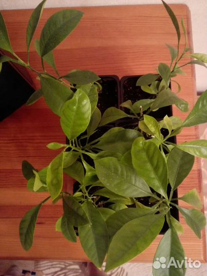 Каламондин, комнатный мандарин