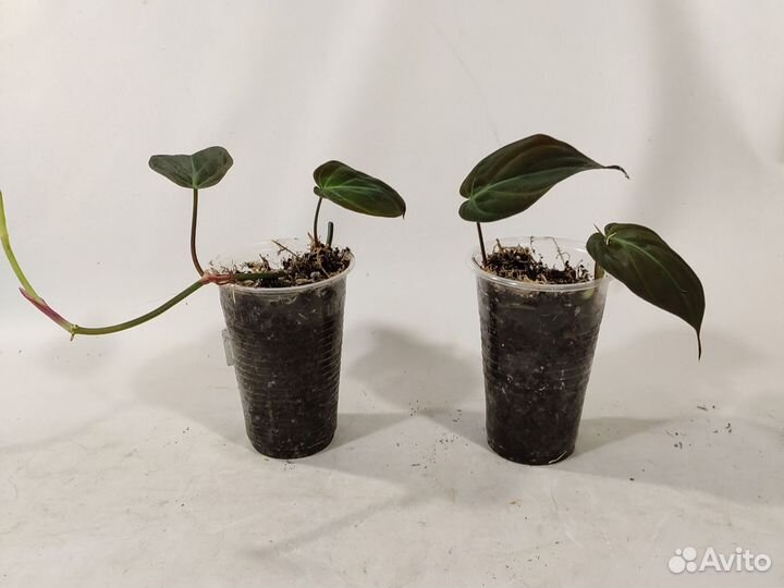 Филодендрон Сканденс Миканс