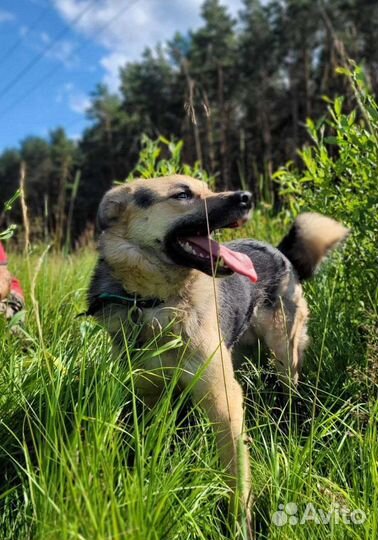 Собака в добрые руки