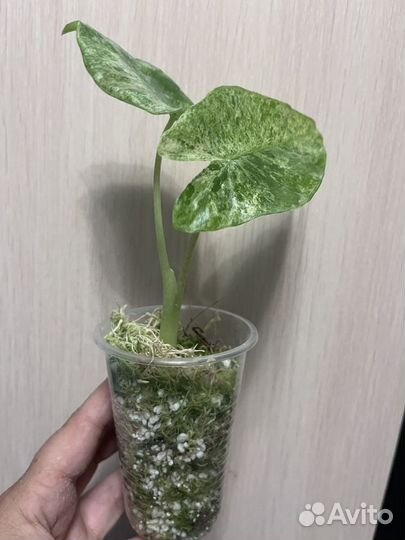 Alocasia Odorа Vаriеgаtа Ваtik