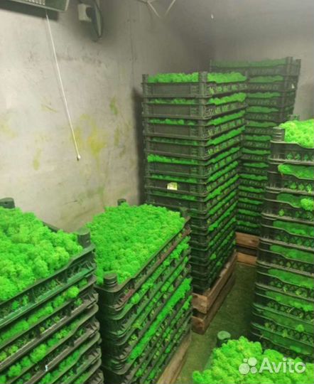 Мох ягель,кочка,пласт стабилизированный