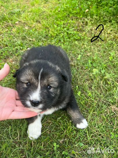 Щенки метис Лайка и Овчарка