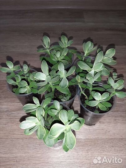 Крассула Мани мейкер вариегата