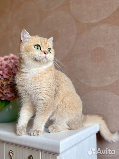 Кошка золотая шиншилла
