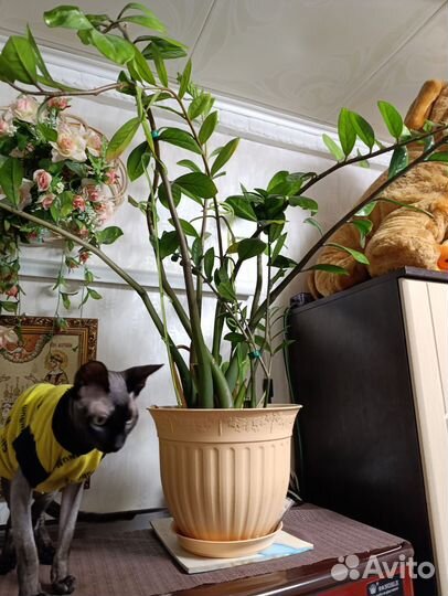 Замиокулькас