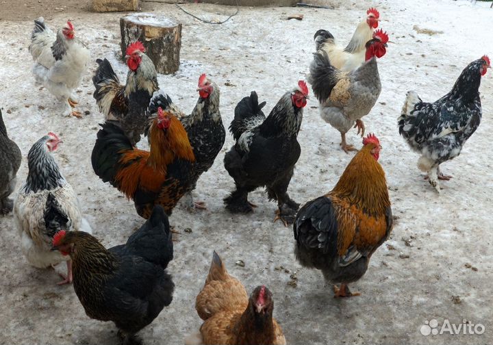 Молодые петухи