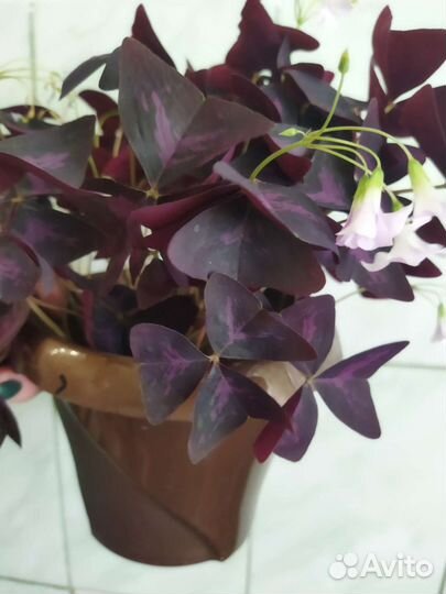 Продам цветы комнатные