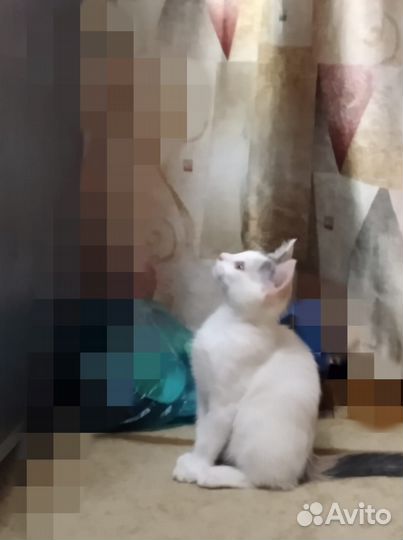 Котята