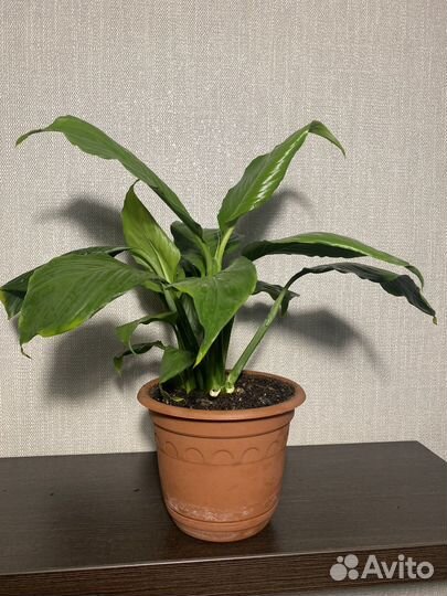 Спатифиллум