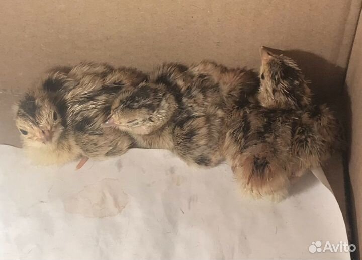 Индюки, индюшата, фазаны, фазанята