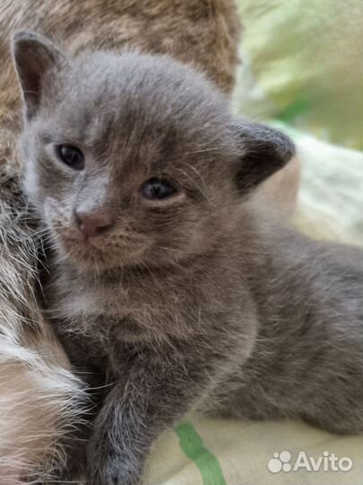 Котята в добрые руки бесплатно