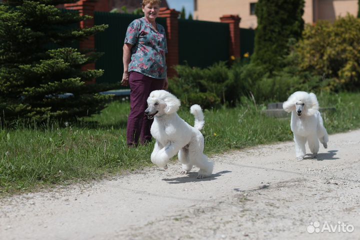 Щенки пуделя белые