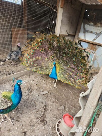 Павлины бартер