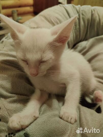 Невероятно ручной малыш в добрые ручки