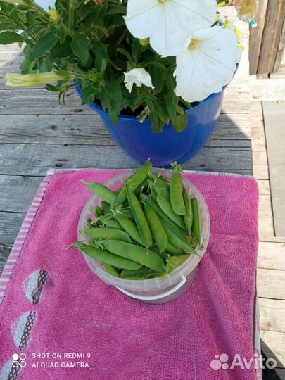 Горошек свежий