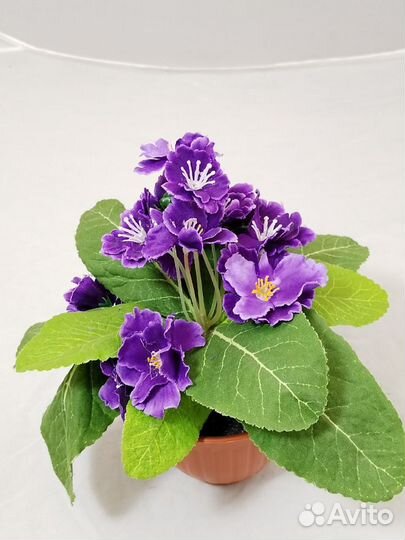 Фиалка в пластиковом горшке