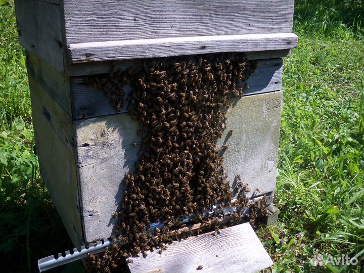 Пчелопакеты