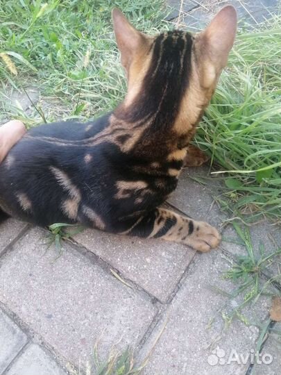 Продам бенгальского кота чистый бенгал