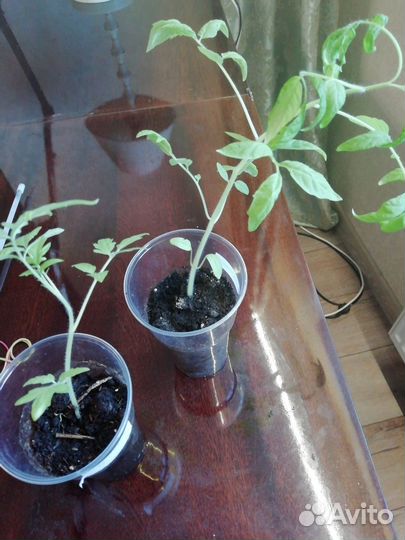 Рассада помидор и перцев