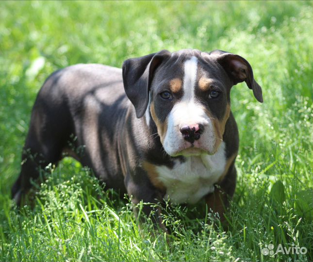 Стаффордширский терьер мальчик