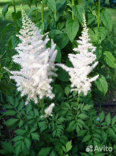 Астильба, вероники