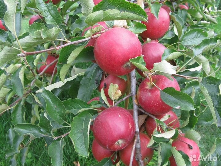Саженцы яблони оптом мм-106