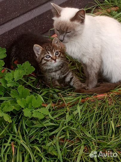 Котята